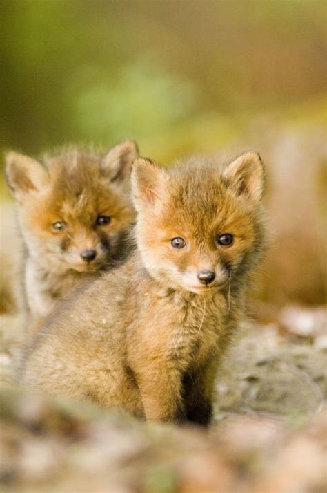 Cutest Wild Animals Ever