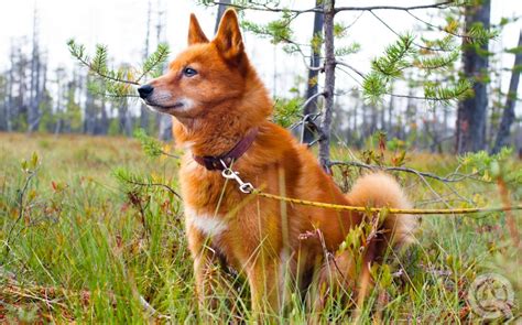 8 Unique Family-Friendly Dog Breeds We'd Love to Groom ...