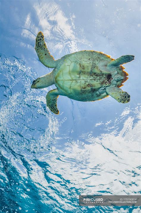 Hawksbill Sea Turtle Near Surface — Vertical Chordata Stock Photo
