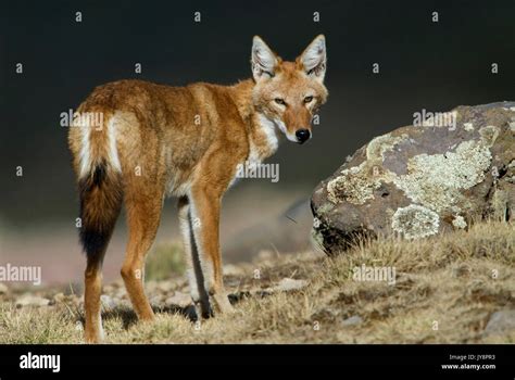 Ethiopian Wolf Canis Simensis Bale Mountains National Park Sanetti