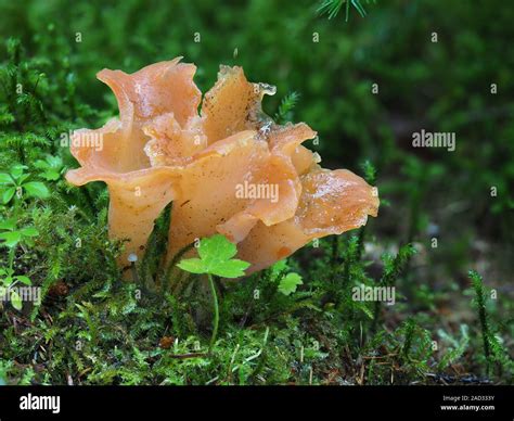 Apricot Jelly Mushroom Stock Photo Alamy