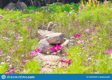 Rocks Pile In Cosmos Flowers Field Blooming In Garden Summer Background