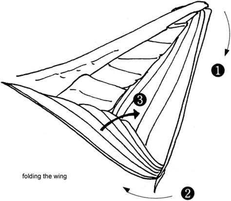 Comparative anatomy of animal wings. Dragon Wing Folded