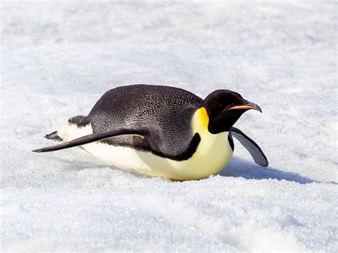 What Do Emperor Penguins Eat Birdfact