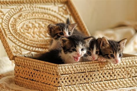 Basket Full Of Love Baby Kittens Little Kittens Kittens Cutest Cats