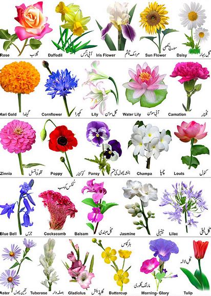 Metametta Flower Identification Flower Chart Flower Types Chart