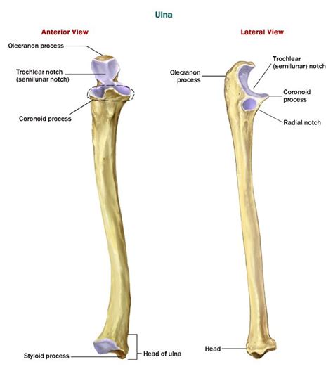 Skeletal System - Appendicular Skeletal System | Anatomy bones, Human
