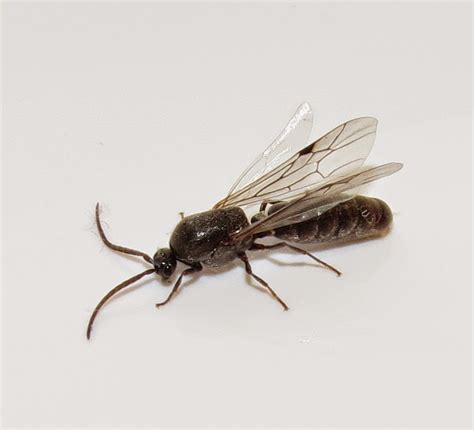 Flying ants appear briefly and disappear abruptly. Bug Eric: Flying Ants