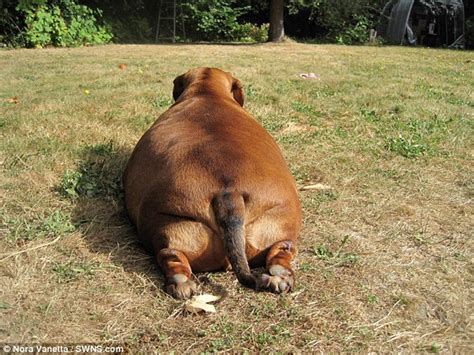 Who Ate All The Sausages Worlds Fattest Dachshund Put On Drastic Diet