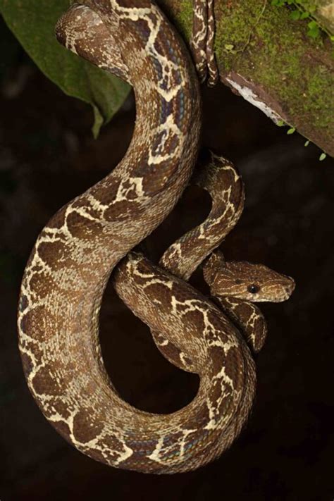 12 Striking Amazon Rainforest Snakes • I Heart Brazil