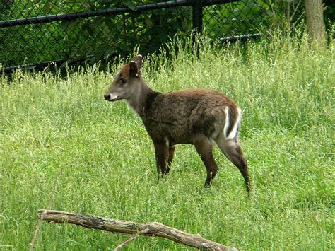 Tufted Deer Wikipedia