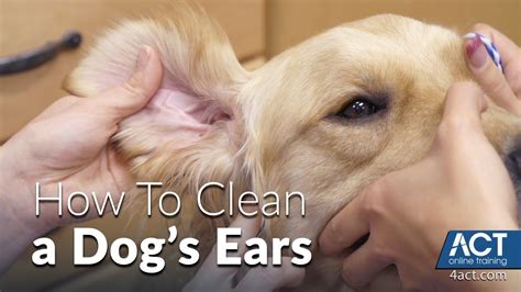 Cleaning A Dogs Ears Veterinary Training Youtube