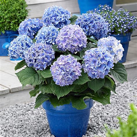 It is a deciduous shrub growing to 2 m (7 ft) tall by 2.5 m (8 ft) broad with large heads of pink or blue flowers in summer and autumn. Pruning Hydrangeas: How To, When To, Spring, Winter, Fall ...