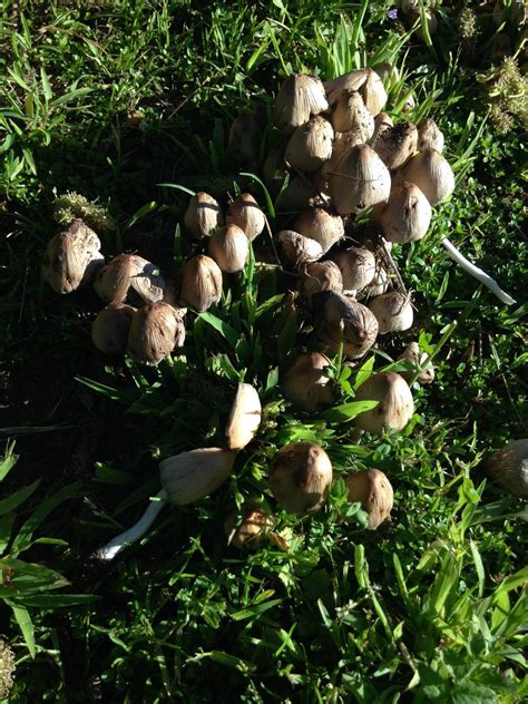 What Is This Mushroom Hunting And Identification Shroomery Message