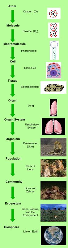 Biological Organisation Levels Of Organization Biology Elementary