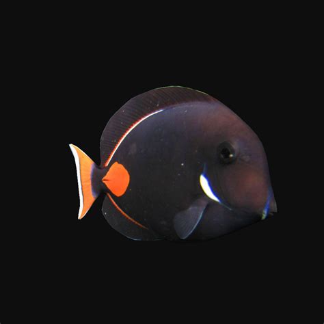 Achilles Tang Red 3d Asset Cgtrader