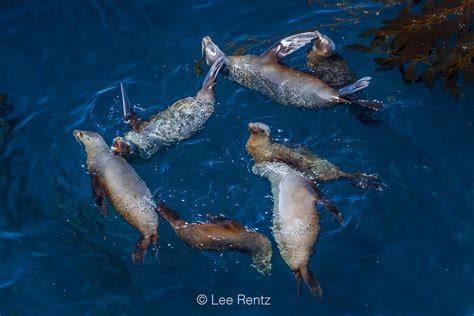 Lee Rentz Photography Raft Of California Sea Lions In Channel Islands