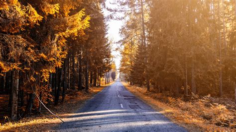 Autumn Forest 4k Wallpapers Hd Wallpapers Id 26457