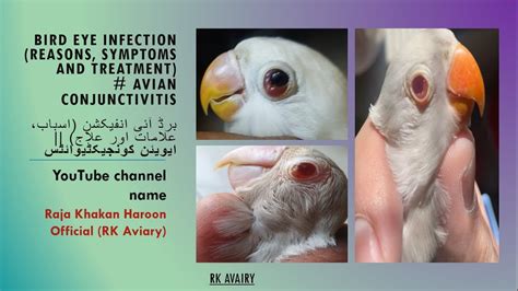 How To Treat Bird Eye Infection Birds Eye Problem Eye Infection