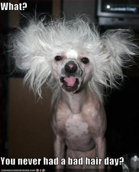 Bad Hair Day Funny Pictures Dump A Day