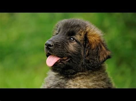 389 items found from ebay international sellers. 60 Seconds Of Cute Leonberger Puppies! - YouTube
