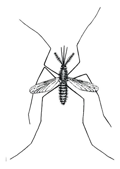 Printable nasty mosquito coloring page. Mosquito Coloring Page at GetColorings.com | Free ...