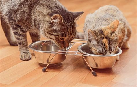 Taking Care Of Your Cats Diet ⋆ The Costa Rica News