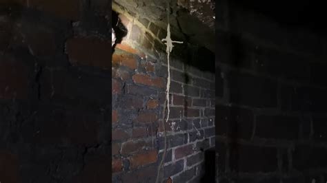 Check spelling or type a new query. Neat termite tunnel hanging from a joist - YouTube