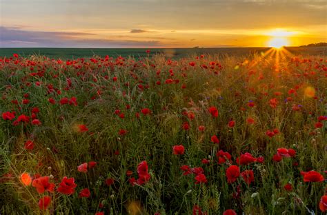 Fields Sunrises And Sunsets Poppies Sun Nature Wallpapers Hd