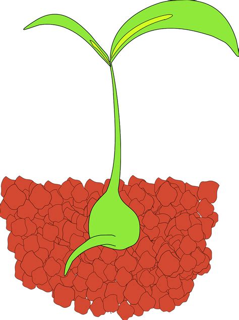 20 Free Seedlings And Plant Vectors Pixabay