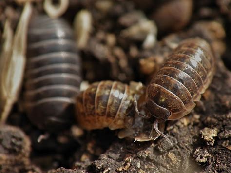 These are things like air, water, rocks , soil and metals. Armadillidium vulgare