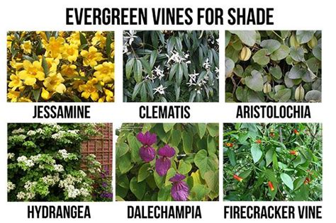 Evergreen Vines Evergreens For Shade Garden Vines