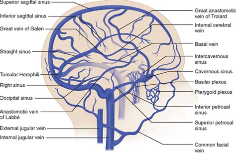 Anatomy And Physiology Of Cerebral And Spinal Cord Circulation Neupsy Key