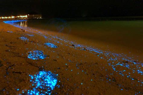 Mudhdhoo Island Sea Of Stars Glowing Beach Of Maldives Flyvour