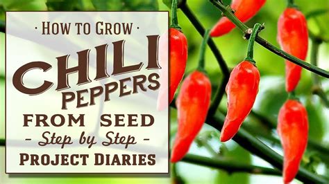 How To Grow Chili Peppers From Seed A Complete Step By Step Guide