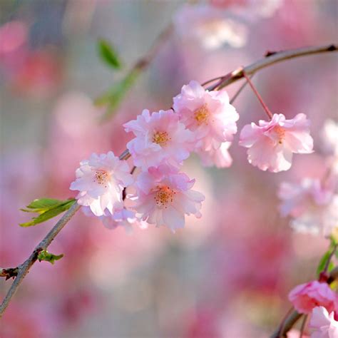 Cherry Blossoms Tanakawho Flickr
