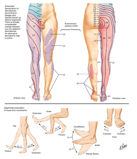 Dermatome Of Lower Extremity Heel Dermatomes Chart And Map