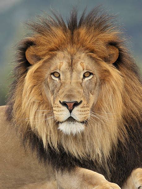 Best Lion Stock Photos Pictures And Royalty Free Images Istock
