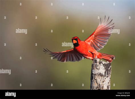 Cardinal Bird Flying Hi Res Stock Photography And Images Alamy