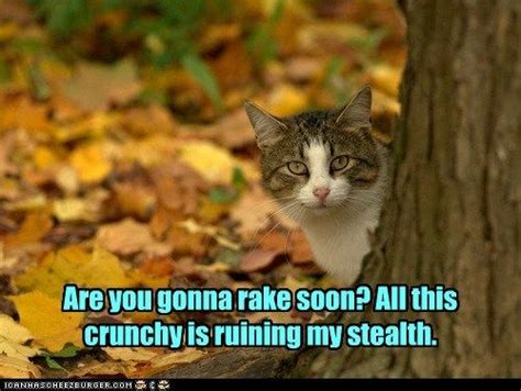Grasp The Luxury Funny Autumn Cat Memes Fall Hilarious Pets Pictures