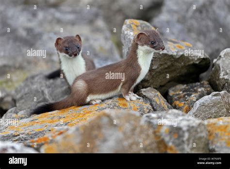 Two Young Stoats Mustela Erminea On Rocks North Wales Uk June