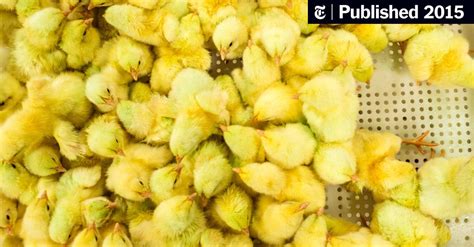 Perdue Sharply Cuts Antibiotic Use In Chickens And Jabs At Its Rivals
