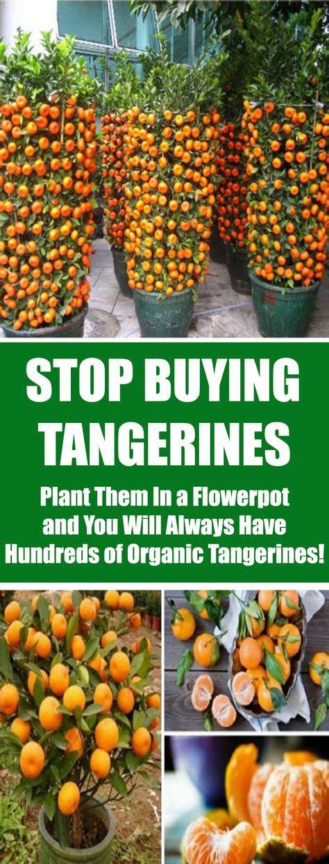 Stop Buying Tangerines Plant Them In A Flowerpot And You Will Always