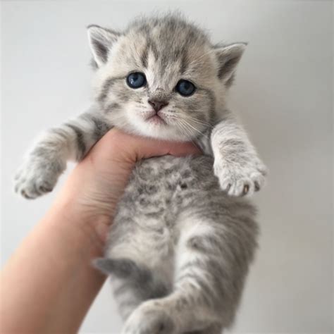 2 tabby cats that are brothers needing a good home. Blue tabby British Shorthairs | Bombadillo Kittens