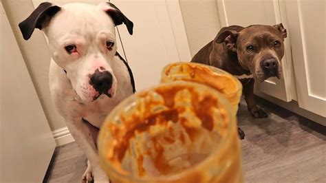 Sad Puppies Rewarded With Delicious Peanut Butter Surprise Youtube