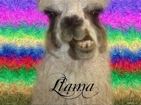 Funny Llama Wallpapers Top Free Funny Llama Backgrounds Wallpaperaccess