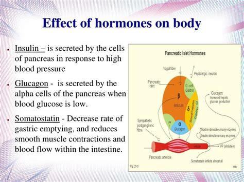 Ketonian nerd, coach ro, talks about insulin and what can happen to the body if there is too much of it or a resistance built to it. PPT - Pancreas (including Pancreatic Islets) By Shehryar ...