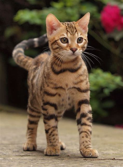 Best bengal of the year iw bw sgc batifoleurs kibo brown (black) spotted tabby best bengal alter of the year la bw sgca coolspots castor of wildgold seal mink. 23 Fabulous Bengal Cat Pictures That Look Like Tigers - Page 2 - The Paws
