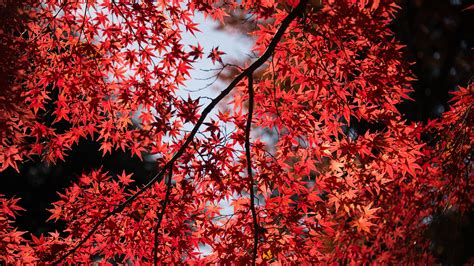 Japanese Maple Tree Photo Credit To Ben Cheung 3840 X 2160 Gogambar