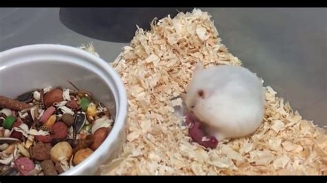 La Naissance Des Bébés Hamsters Birth Of A Baby Hamsters Youtube